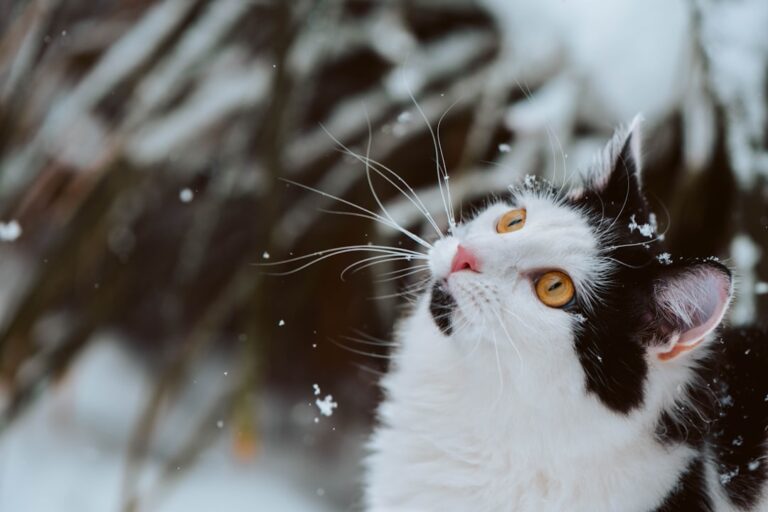 The 6 Most Common Winter Hazards for Cats