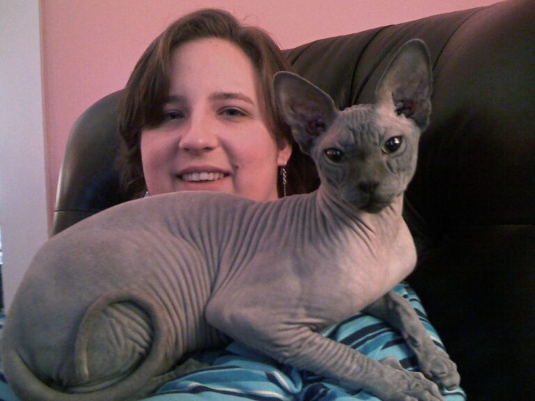 10 Most Affectionate Cat Breeds Who Love Cuddles