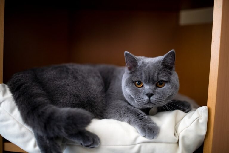 8 Low Maintenance Cat Breeds That Can Comfort Your Senior Years