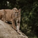 5 Cities Where You Get The Most Mountain Lions in North America