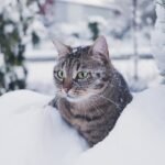 8 Tips on How to Care For Your Cat in Winter