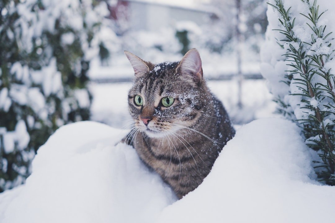 8 Tips on How to Care For Your Cat in Winter