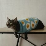 Does Your Cat Need a Coat in Winter?