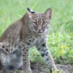 What To Do If You See a Bobcat in Your Backyard in Phoenix