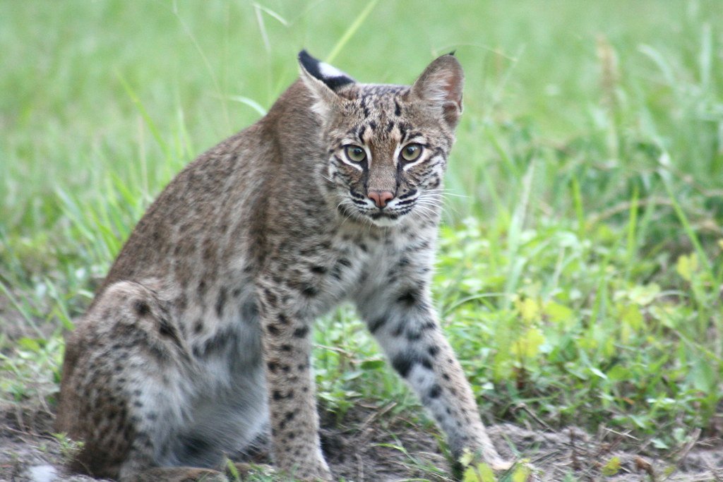 What To Do If You See a Bobcat in Your Backyard in Phoenix