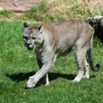 What To Do If You See a Puma in Your Backyard in Los Angeles