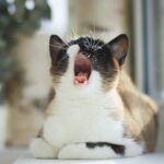 Why Is My Elderly Cat Yowl Excessively?
