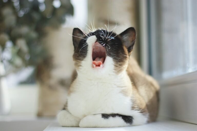 Why Is My Elderly Cat Yowl Excessively?