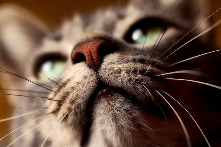 Why is My Cat's Nose Dry