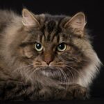 8 Cat Breeds With the Most Laid Back Personalities