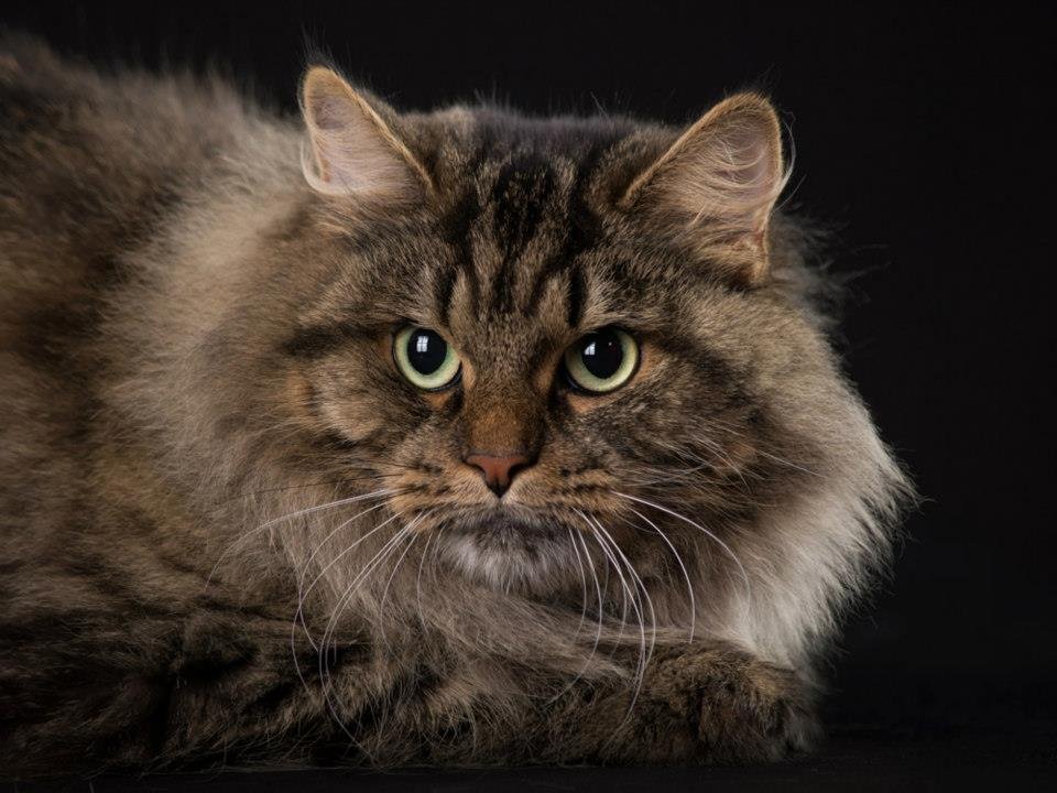 8 Cat Breeds With the Most Laid Back Personalities