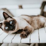 8 Cat Breeds That Bond Emotionally and Don't Like Being Left Alone
