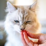 6 Easy Ways To Give a Cat a Pill (And 3 to Avoid)