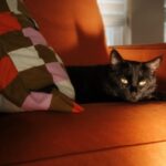 8 Mistakes You're Making When You Leave Your Kitty Home Alone
