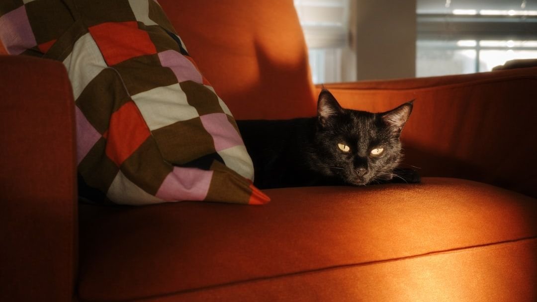 8 Mistakes You're Making When You Leave Your Kitty Home Alone