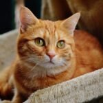 Scientists Figure Out What Makes Orange Cats Unique