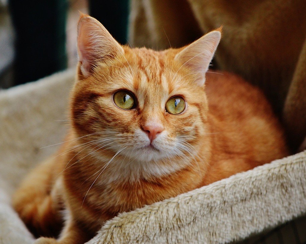 Scientists Figure Out What Makes Orange Cats Unique