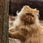 10 Cat Breeds Friendly With Everyone