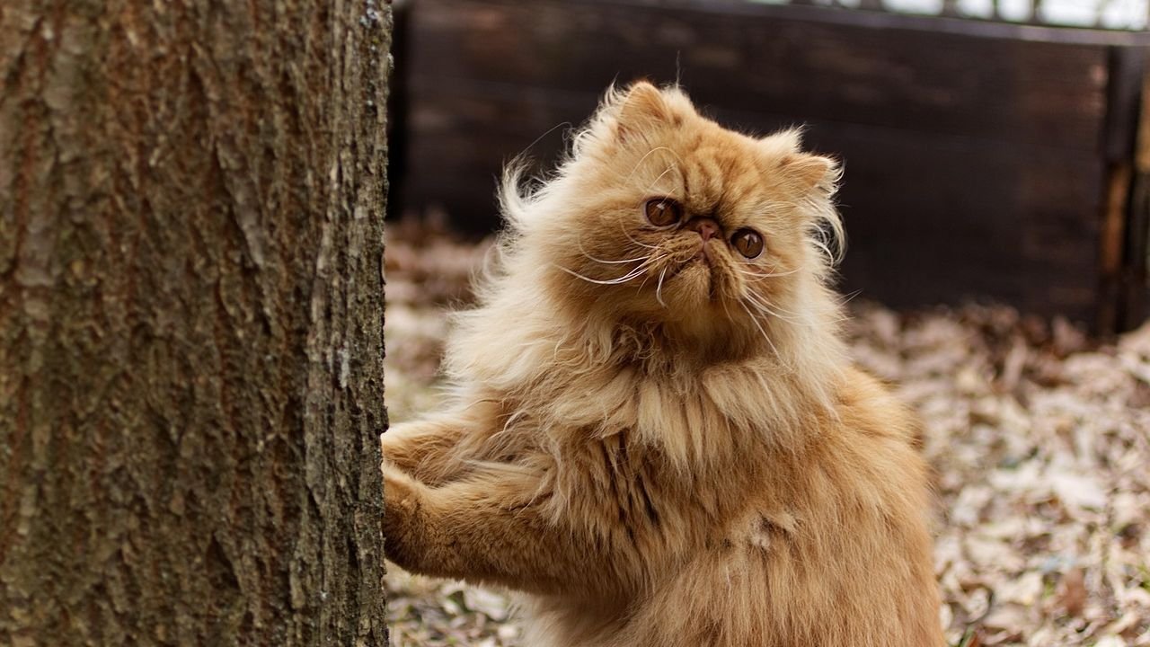 10 Cat Breeds Friendly With Everyone