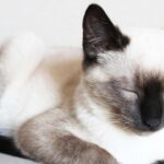 12 Adorable Cat Breeds that Even Dog Lovers Can't Resist
