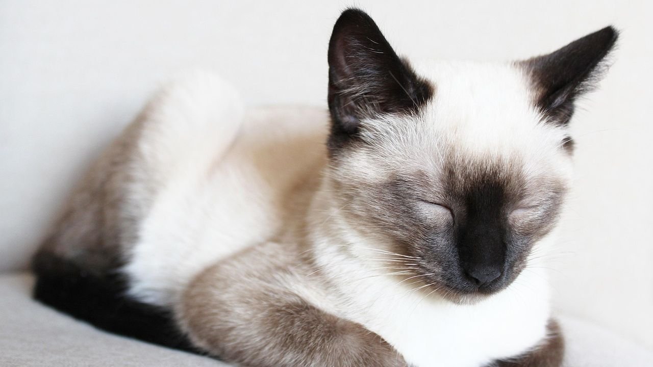 12 Adorable Cat Breeds that Even Dog Lovers Can't Resist