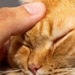 10 Signs Your Cat Prefers Your Cuddles Instead of Their Own Space