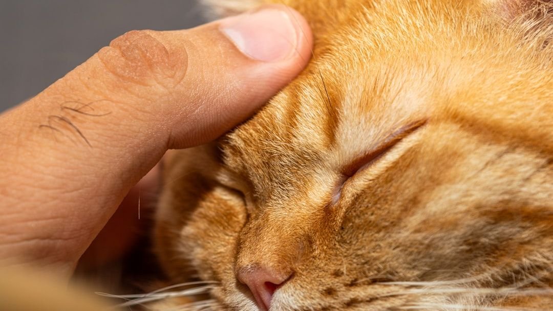 10 Signs Your Cat Prefers Your Cuddles Instead of Their Own Space