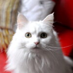 12 Popular Cat Breeds That Are High Maintenance