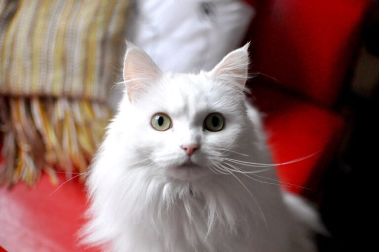 12 Popular Cat Breeds That Are High Maintenance
