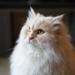 If You Thought The Ragdoll is Cute, Try These 10 Other Cat Breeds Instead