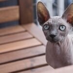 Spectacular Sphynx! Everything You Need to Know about Sphynx Cats