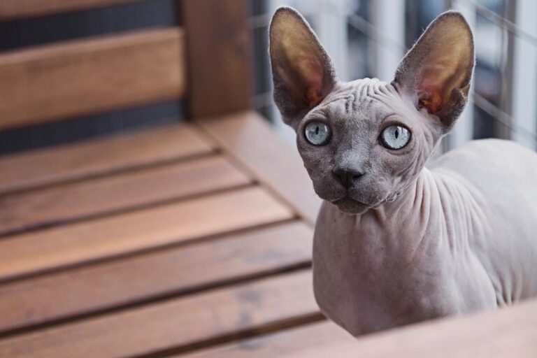 Spectacular Sphynx! Everything You Need to Know about Sphynx Cats