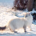 Who Is the Siberian Cat? Fascinating Facts About These Amazing Felines