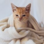 How to Care for a Cat in Winter