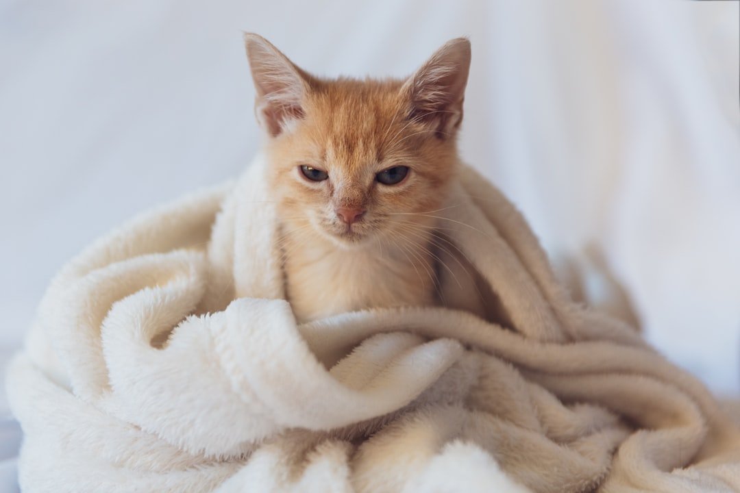 How to Care for a Cat in Winter