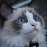 How to care for a ragdoll cat