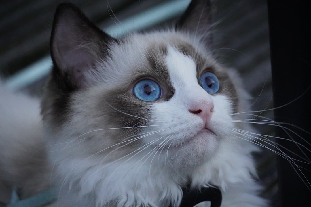 How to care for a ragdoll cat