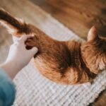 What a Cat's Tail Wag Means