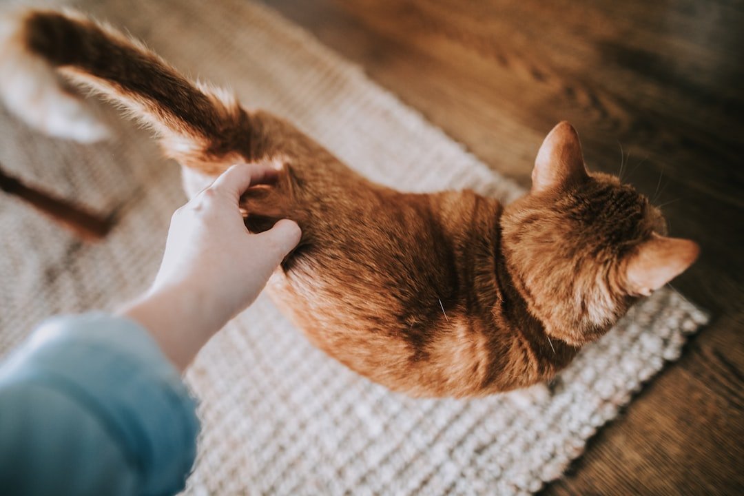 What a Cat's Tail Wag Means