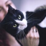 If Your Cat Could Speak, They Would Tell You to Stop Doing These 8 Things Now