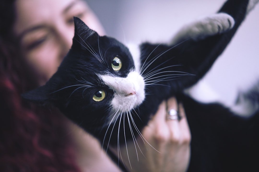 If Your Cat Could Speak, They Would Tell You to Stop Doing These 8 Things Now
