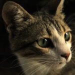 8 Ways to Build Confidence in a Fearful Cat