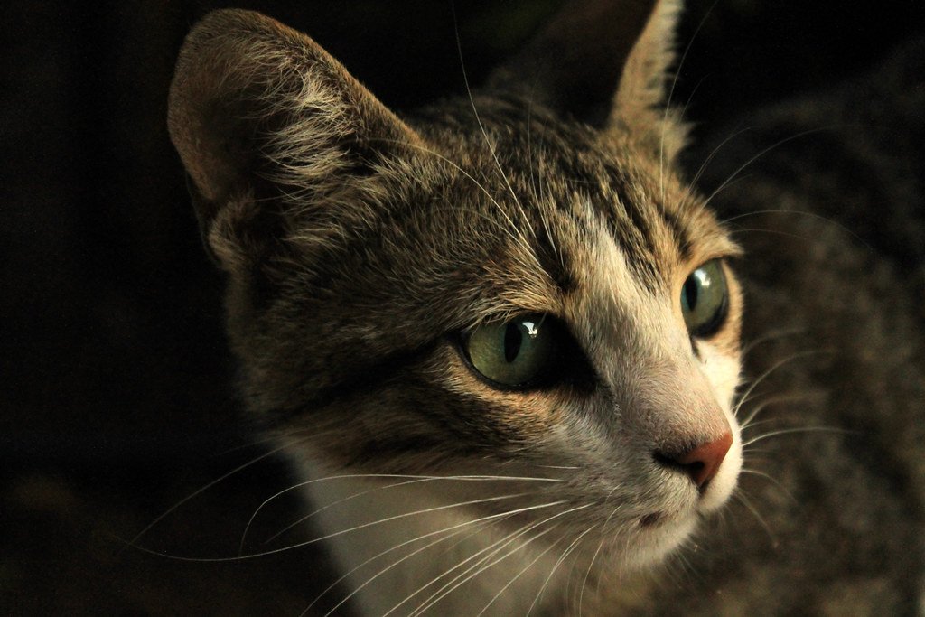 8 Ways to Build Confidence in a Fearful Cat