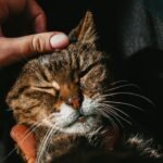 How Cats Use Purring to Heal Themselves