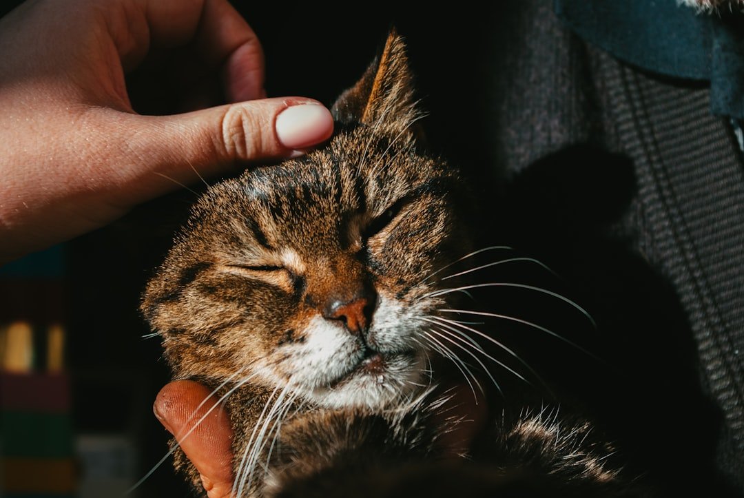 How Cats Use Purring to Heal Themselves