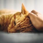 8 Cat Breeds Prone to Separation Anxiety