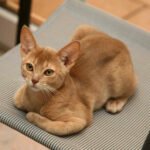 10 Healthiest Cat Breeds