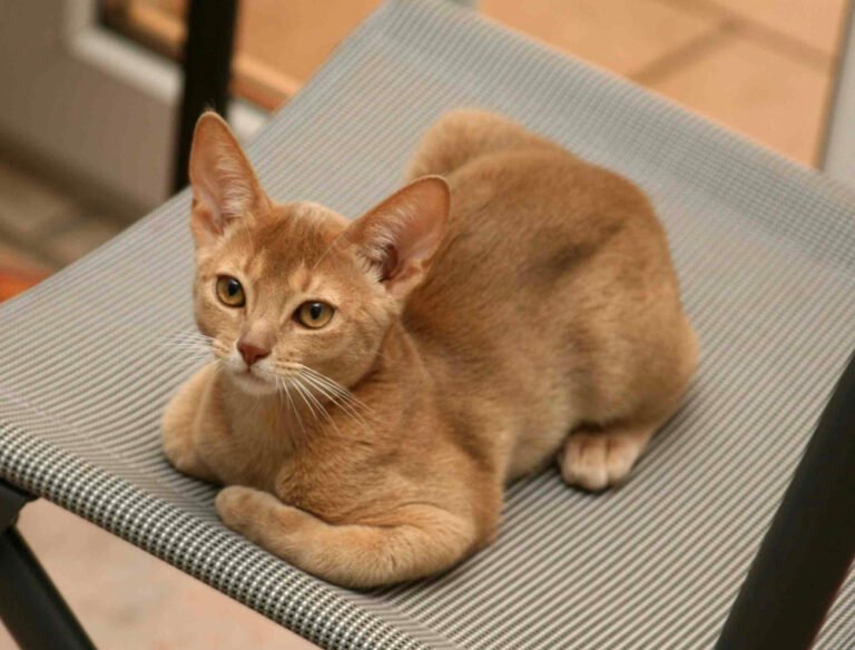 10 Healthiest Cat Breeds