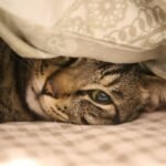 How To Care For a Senior Cat in Winter