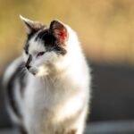 16 Most Popular Cat Names